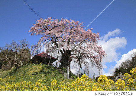上石の不動桜（郡山市） 25770415