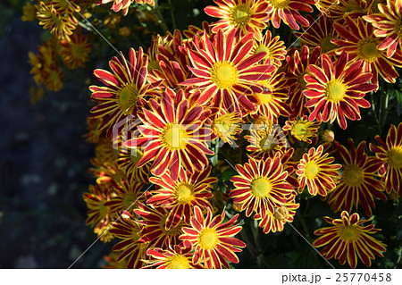 食用菊 食用菊 25770458