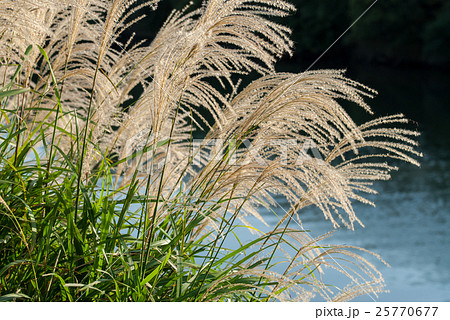 ススキの穂1 4の写真素材 ススキの穂1 4の写真素材