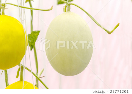 Yellow Cantaloupe melon growing in a greenhouse. Yellow Cantaloupe melon growing in a greenhouse. 25771201