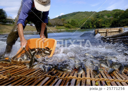 鮎 あゆ アユ 観光やなの落ち鮎漁 鮎 あゆ アユ 観光やなの落ち鮎漁 25771256