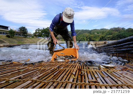 鮎　あゆ　アユ　観光やなの落ち鮎漁　 25771259