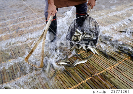 鮎 あゆ アユ 観光やなの落ち鮎漁 鮎 あゆ アユ 観光やなの落ち鮎漁 25771262