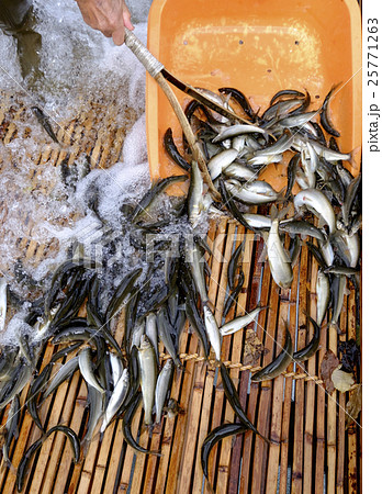 鮎 あゆ アユ 観光やなの落ち鮎漁 鮎 あゆ アユ 観光やなの落ち鮎漁 25771263