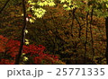 秋本番 25771335