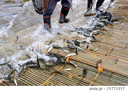 鮎 あゆ アユ 観光やなの落ち鮎漁 鮎 あゆ アユ 観光やなの落ち鮎漁 25771357