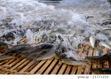 鮎　あゆ　アユ　観光やなの落ち鮎漁　 25771359