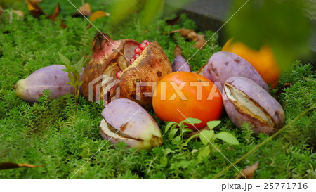 くだもの 25771716