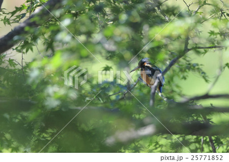 楓に潜むカワセミ 25771852