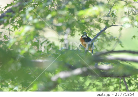 楓に潜むカワセミ 楓に潜むカワセミ 25771854
