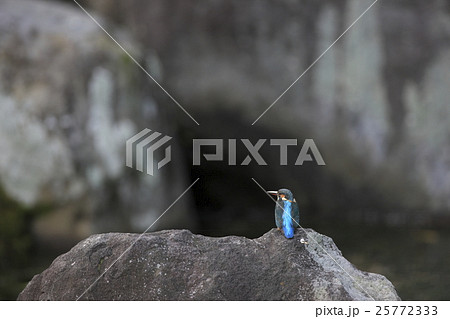 カワセミ カワセミ 25772333