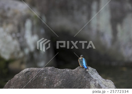 カワセミ カワセミ 25772334