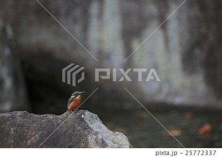 カワセミ カワセミ 25772337