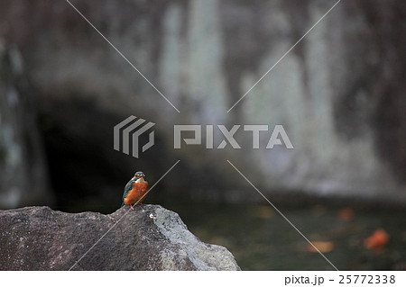 カワセミ カワセミ 25772338