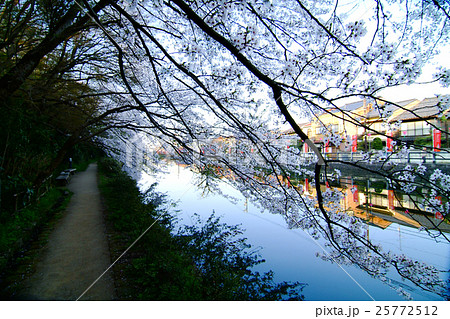 高岡古城公園の桜の写真素材