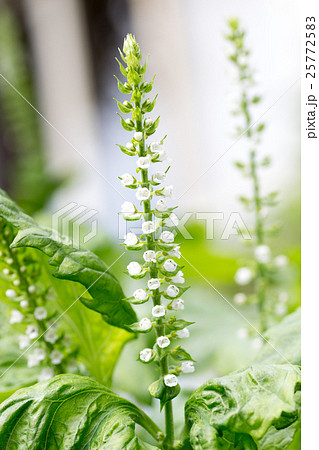 青じその花の写真素材