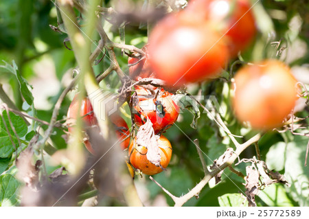 腐ったトマトにたかる蝿の写真素材