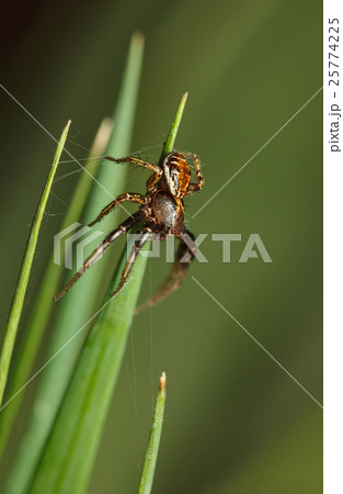 Spider on meadow 25774225