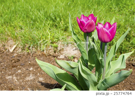 two tulips two tulips 25774764