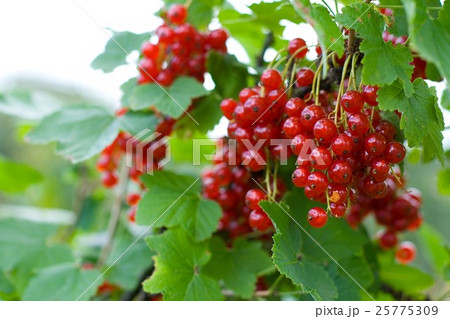 berries of red currant 25775309