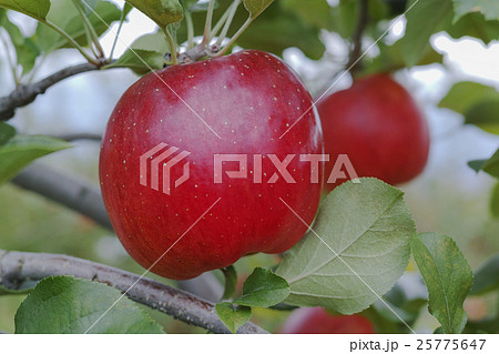 りんご シナノスイート Apple "Shinano-sweet" 25775647