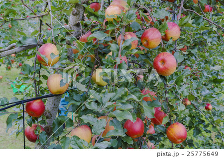 りんご シナノスイート Apple "Shinano-sweet" 25775649