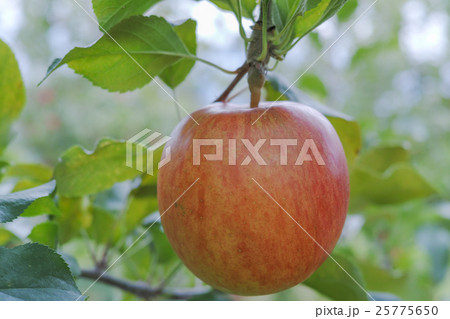 りんご シナノスイート Apple "Shinano-sweet" りんご シナノスイート Apple "Shinano-sweet" 25775650