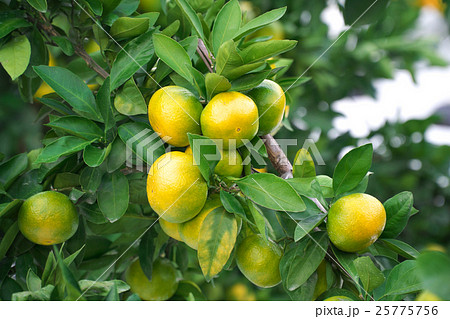 早生みかん（蒲郡） 25775756