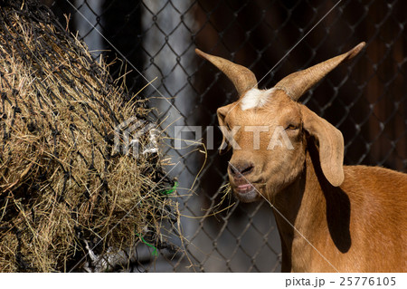 Brown goat eating hay in farm 25776105