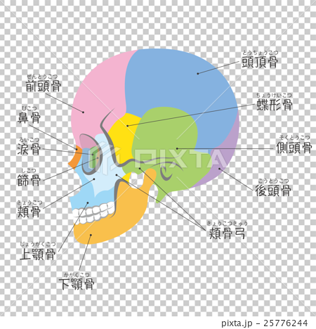 頭蓋骨の側面 名称付き のイラスト素材