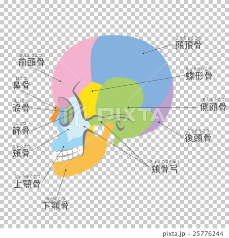 頭蓋骨の側面 名称付き のイラスト素材