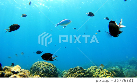 沖縄 阿嘉島のニシハマビーチ 水中撮影 沖縄 阿嘉島のニシハマビーチ 水中撮影 25776331