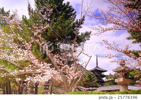 法隆寺（奈良）境内に咲く桜 25776396