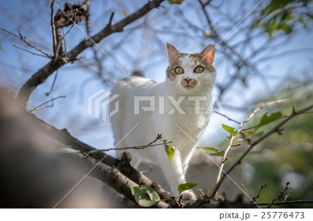 10月、樹上探検中のミケっち 10月、樹上探検中のミケっち 25776473