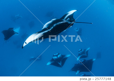 マンタの群れ マンタの群れ 25777148