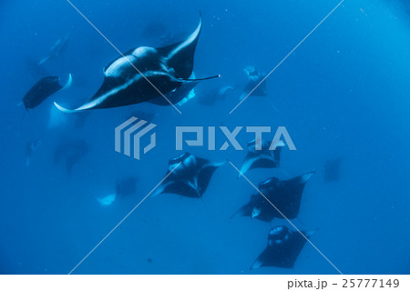 マンタの群れ マンタの群れ 25777149