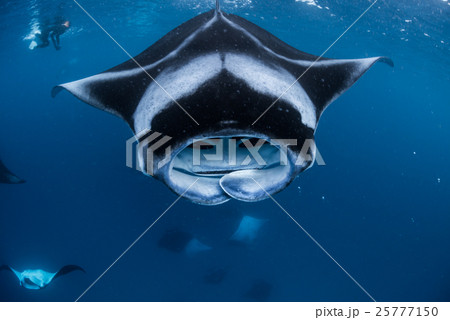 マンタの群れ マンタの群れ 25777150