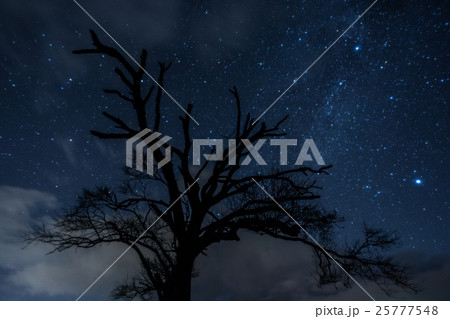 野辺山高原山梨の木と星空の写真素材