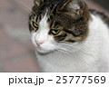 closeup shot of a cat 25777569