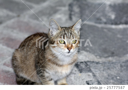 closeup shot of a cat closeup shot of a cat 25777587