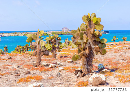 Cactus trees in Galapagos islands Cactus trees in Galapagos islands 25777788