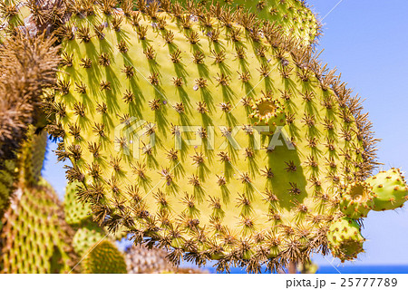 Detail of cactus in Galapagos Detail of cactus in Galapagos 25777789