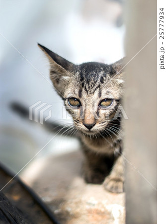 stray cat hiding in fear mood stray cat hiding in fear mood 25777934