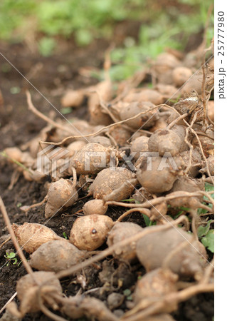 採りたてのアピオス芋 採りたてのアピオス芋 25777980