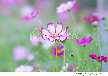 コスモスの花 25778405