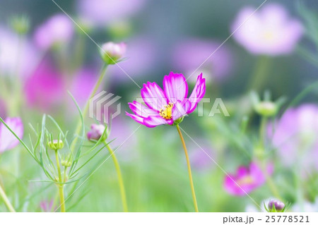 コスモスの花 25778521
