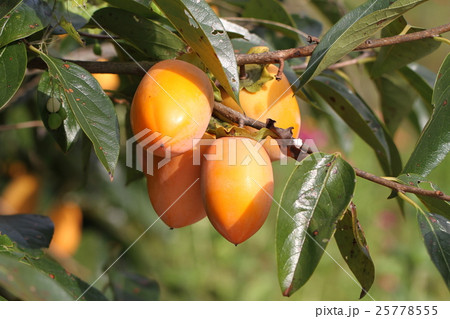 渋柿(美濃万願)・干し柿の素材 25778555