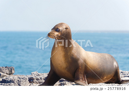 Sea Lion in Galapagos Islands Sea Lion in Galapagos Islands 25778916