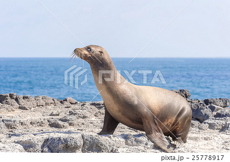 Sea Lion in Galapagos Islands 25778917