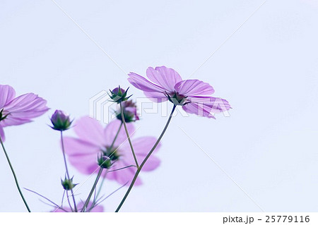 コスモスの花 25779116